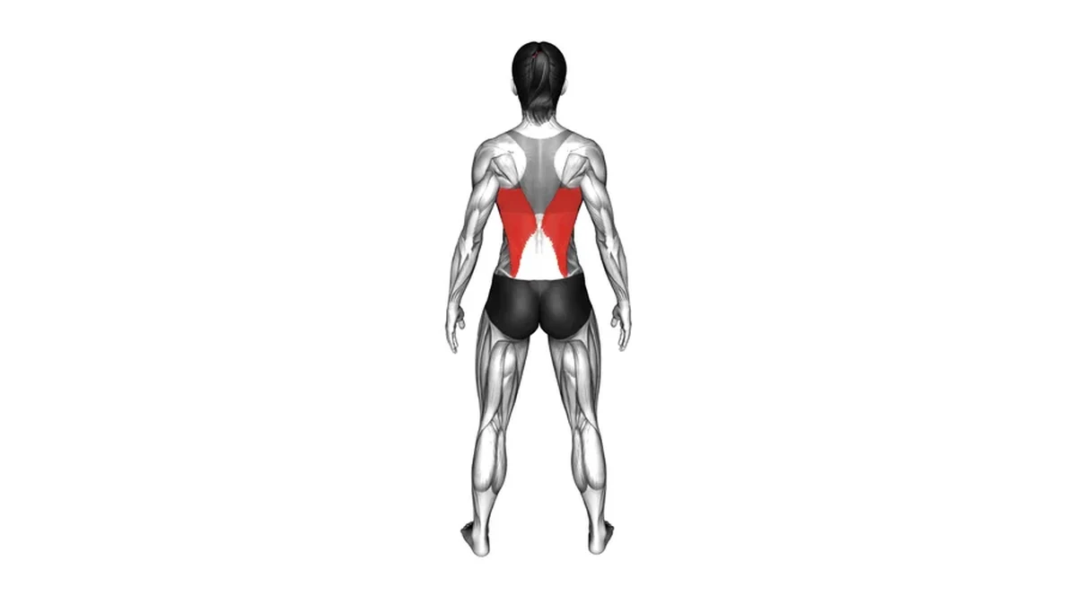 Latissimus Dorsi highlighted on back muscle map